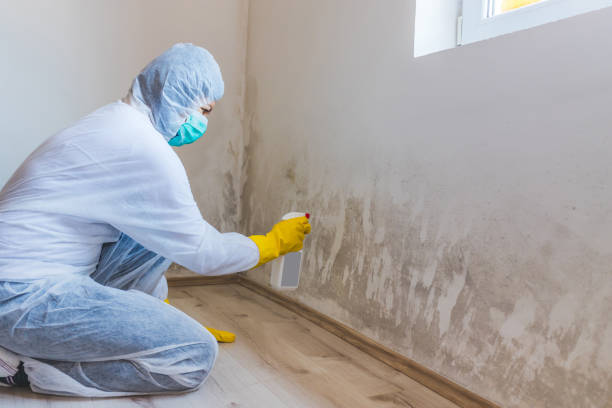 Licensed Basement Mold Remediation service in Hampton, MD - Car Mold Remediation