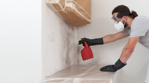 Professional Basement Mold Remediation technician working in Hampton, MD