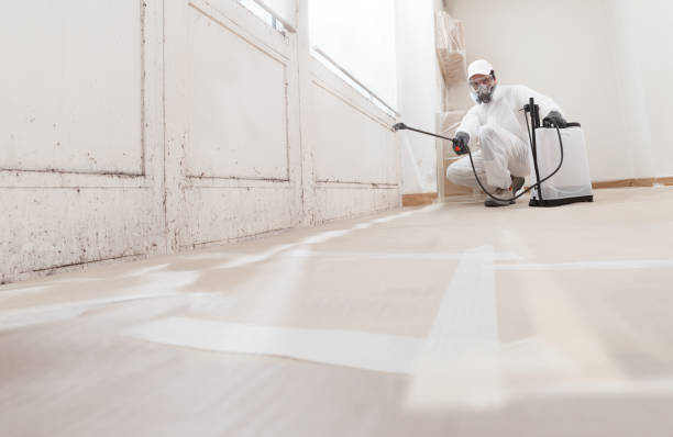24/7 Emergency Basement Mold Remediation experts in Hampton, MD