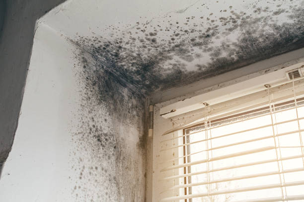 Affordable Basement Mold Remediation solutions in Hampton, MD