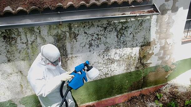 Top rated local Basement Mold Remediation specialists in Hampton, MD